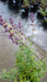 Nepeta 'Six Hills Giant'