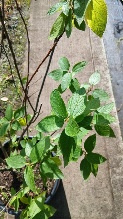 Ceanothus del. 'Gloire de Versaille