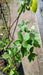 Ceanothus del. 'Gloire de Versaille