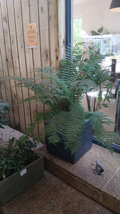 Polystichum braunii