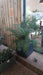 Polystichum braunii