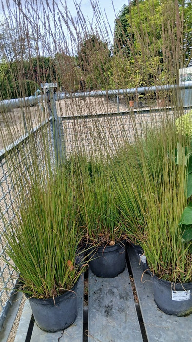 Molinia caerulea 'Heidebraut'