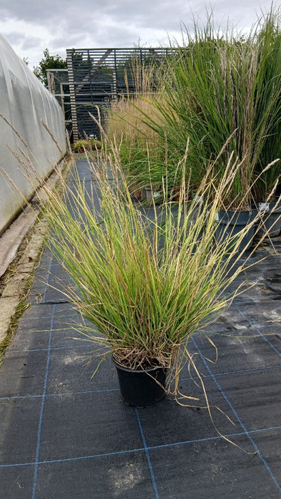 Cenchrus ciliaris