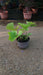 Alcea r. 'Nigra'