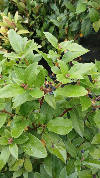 Viburnum tinus