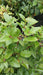 Viburnum tinus