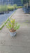 Hakonechloa macra