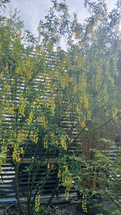 Laburnum anagyroides