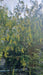 Laburnum anagyroides