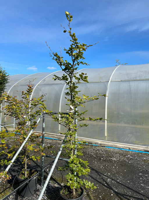 Fagus sylvatica