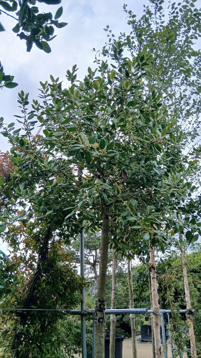 Ilex 'Nellie R. Stevens'