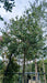 Ilex 'Nellie R. Stevens'