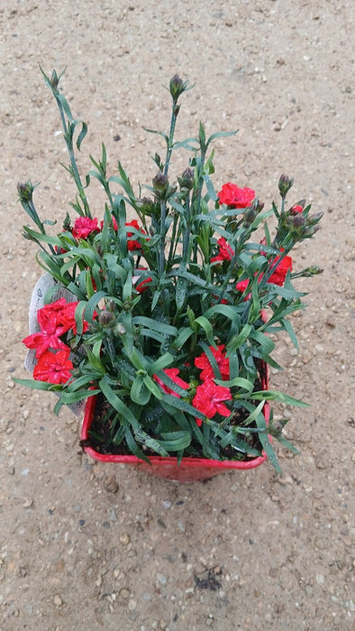 Dianthus 'Carmen Red'