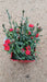 Dianthus 'Carmen Red'