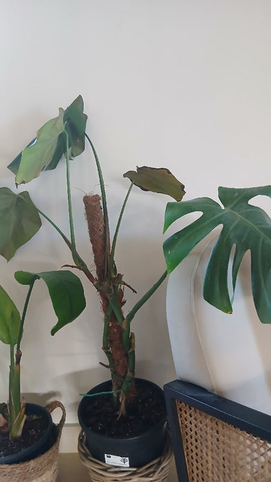 Monstera Deliciosa Mospole