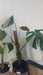 Monstera Deliciosa Mospole