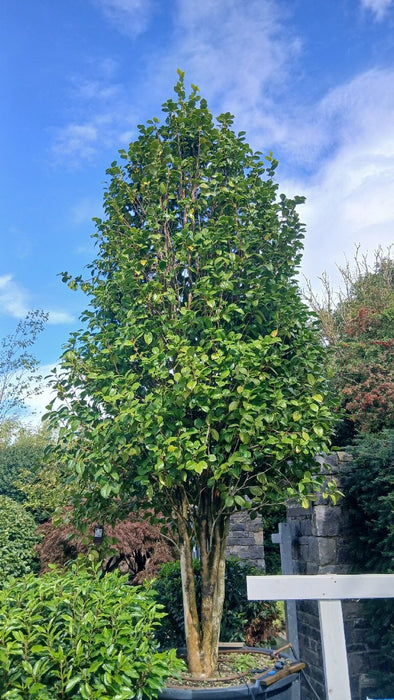 Camellia japonica