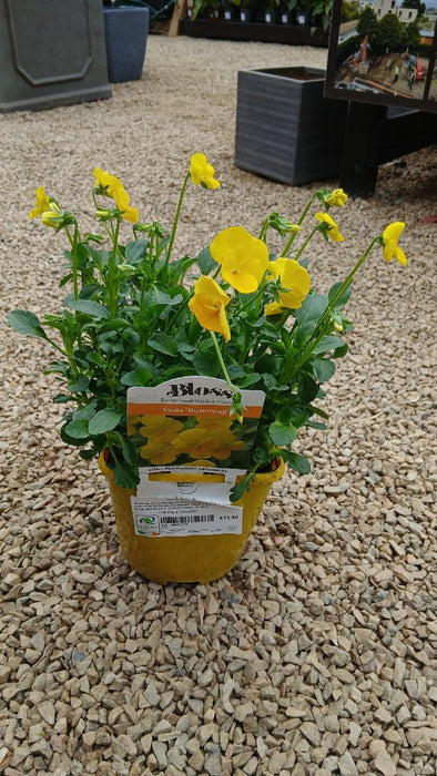 Viola Buttercup