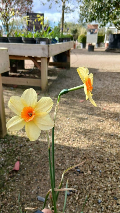 Narcissus Kedron 