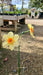 Narcissus Kedron 