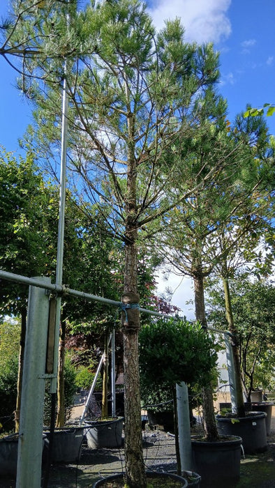 Pinus pinea