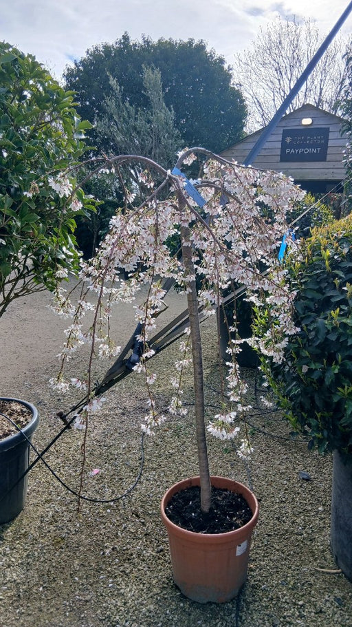 Prunus yedoensis 'Ivensii' (Weeping Cherry)