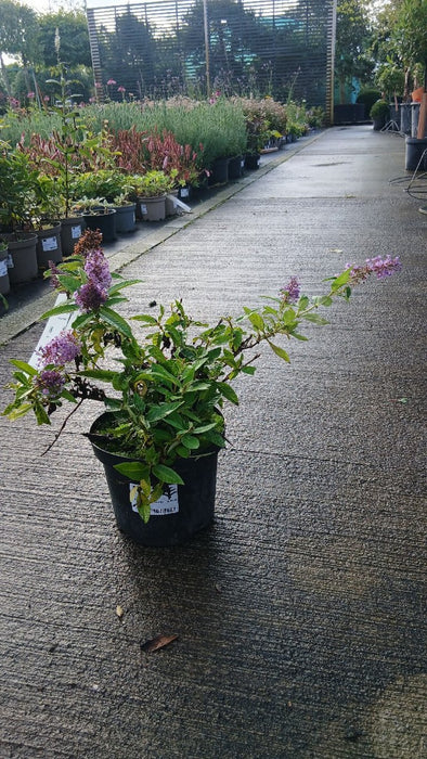 Buddleja d. B. Candy Lila Sweeth.