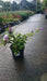 Buddleja d. B. Candy Lila Sweeth.