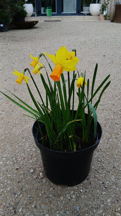 Narcissus Botanisch