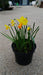 Narcissus Botanisch