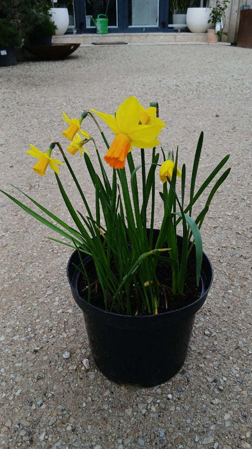 Narcissus Botanisch