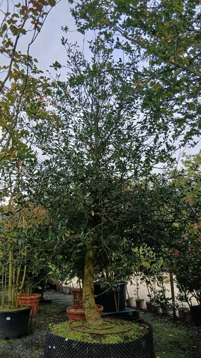 Ilex aquifolium
