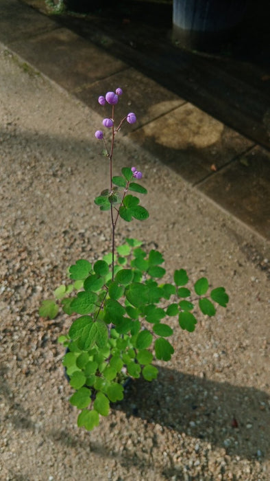 Thalictrum rochebrunianum