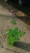 Thalictrum rochebrunianum