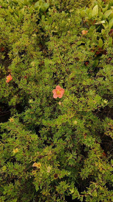 Potentilla f. 'Red Joker'
