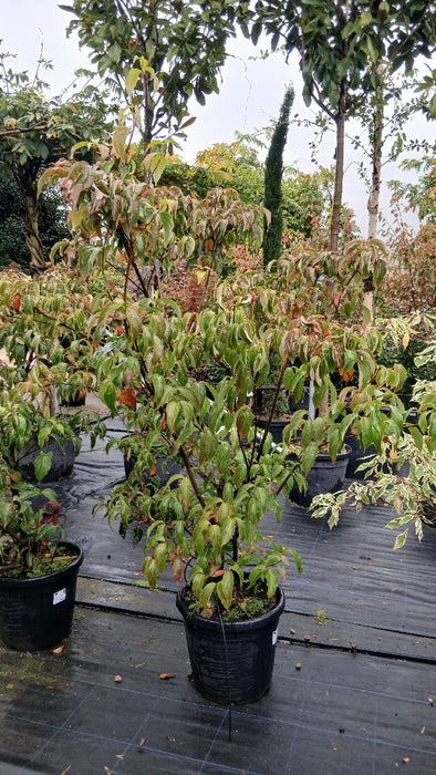 Cornus k. 'Milky Way'