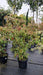 Cornus k. 'Milky Way'