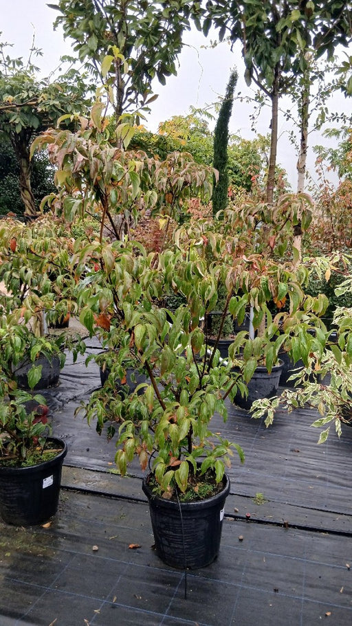 Cornus kousa 'Milky Way'