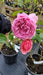 Rosa (H) Princess Alexandra of Kent