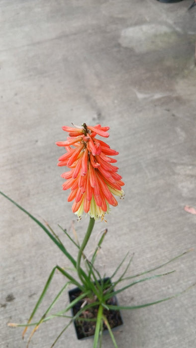 Kniphofia 'Flamenco'