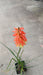 Kniphofia 'Flamenco'