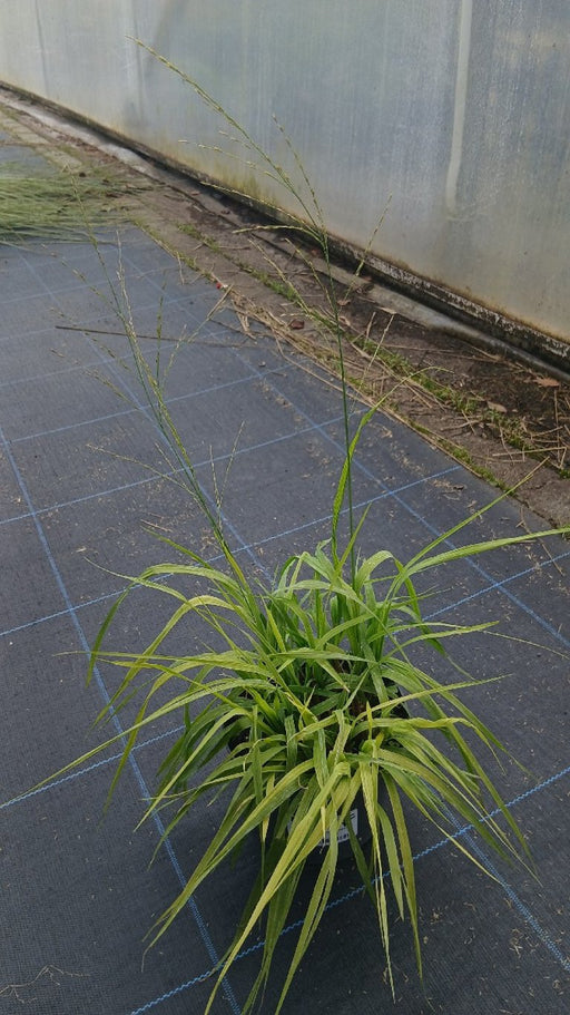 Molinia arundinacea 'Karl Foerster'