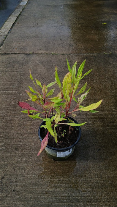 Knautia macedonica