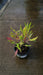 Knautia macedonica