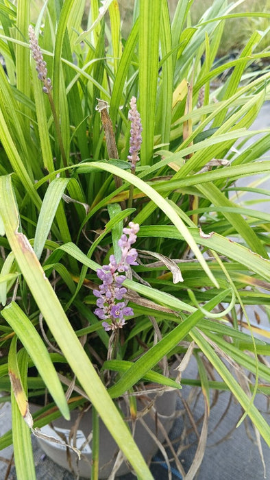 Liriope muscari 'Big Blue'
