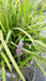 Liriope muscari 'Big Blue'