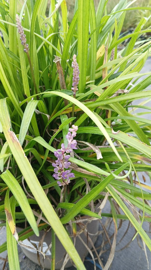 Liriope muscari 'Big Blue'