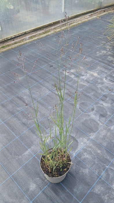 Panicum virgatum 'Heavy Metal'
