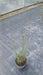 Panicum virgatum 'Heavy Metal'