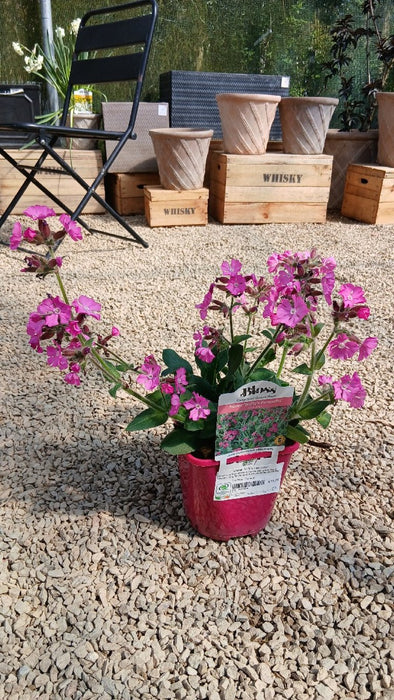 Silene 'Rolly's Favourite'